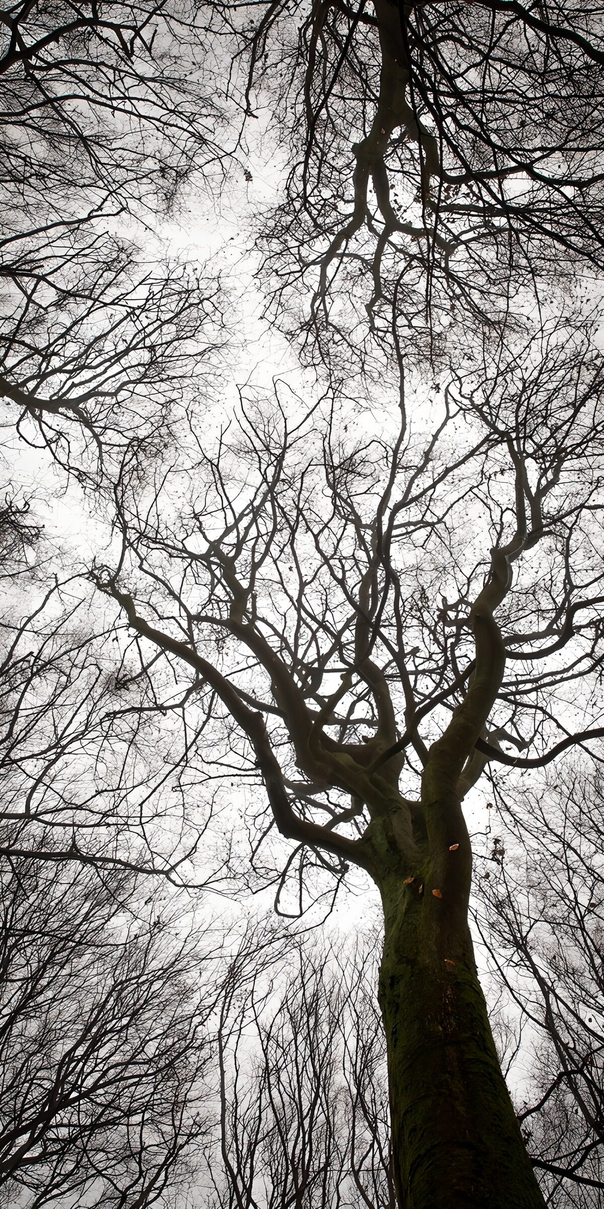 OCCOM6299321: Canopy of Twisted Branches