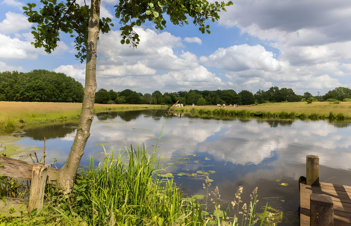 Serene Reflection by the Water