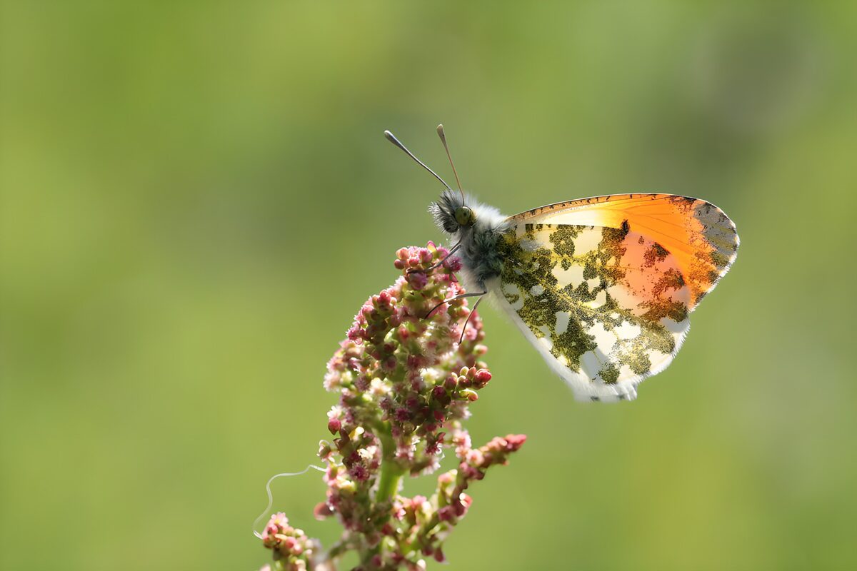 Beautiful Butterfly on Floral Blossom