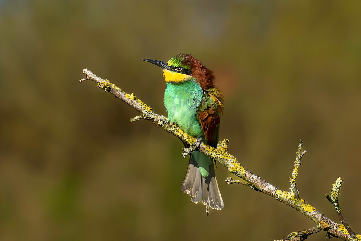 OCCOM6319120: Vibrant Green Bird on a Branch