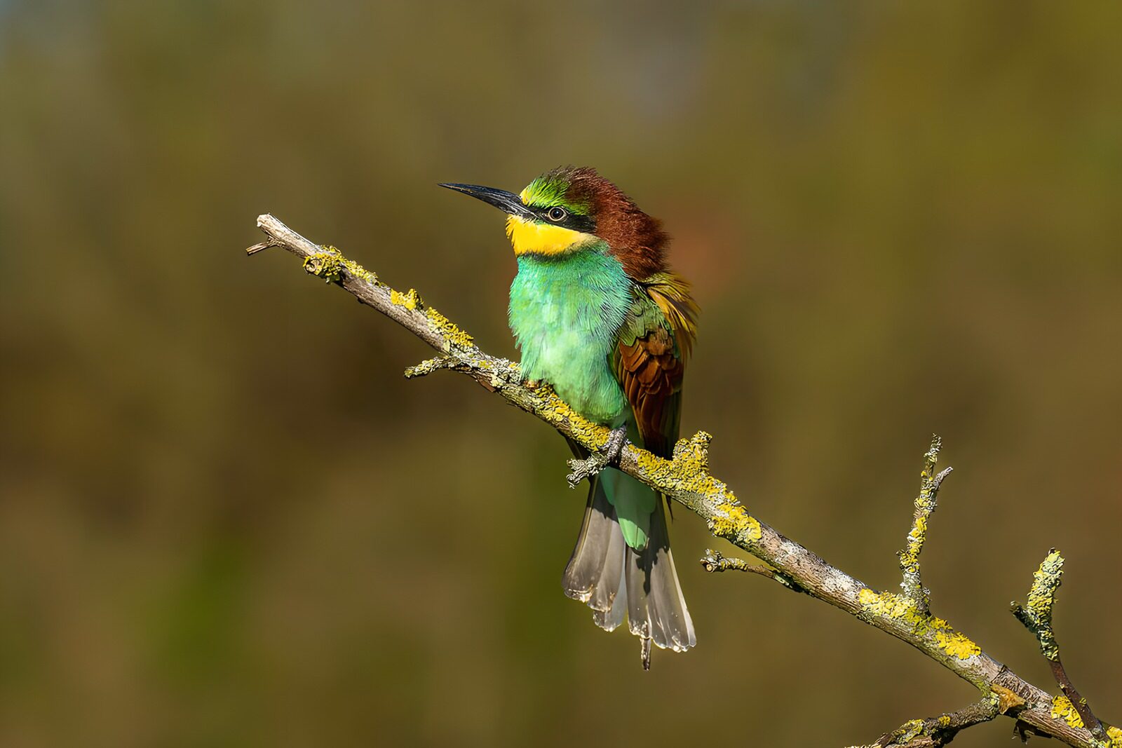 OCCOM6319120: Vibrant Green Bird on a Branch