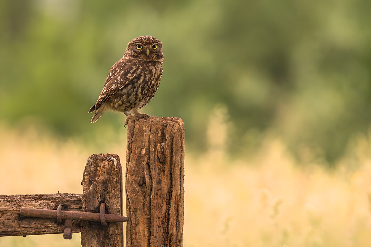 OCCOM8666693: Little Owl on a Weathered Post