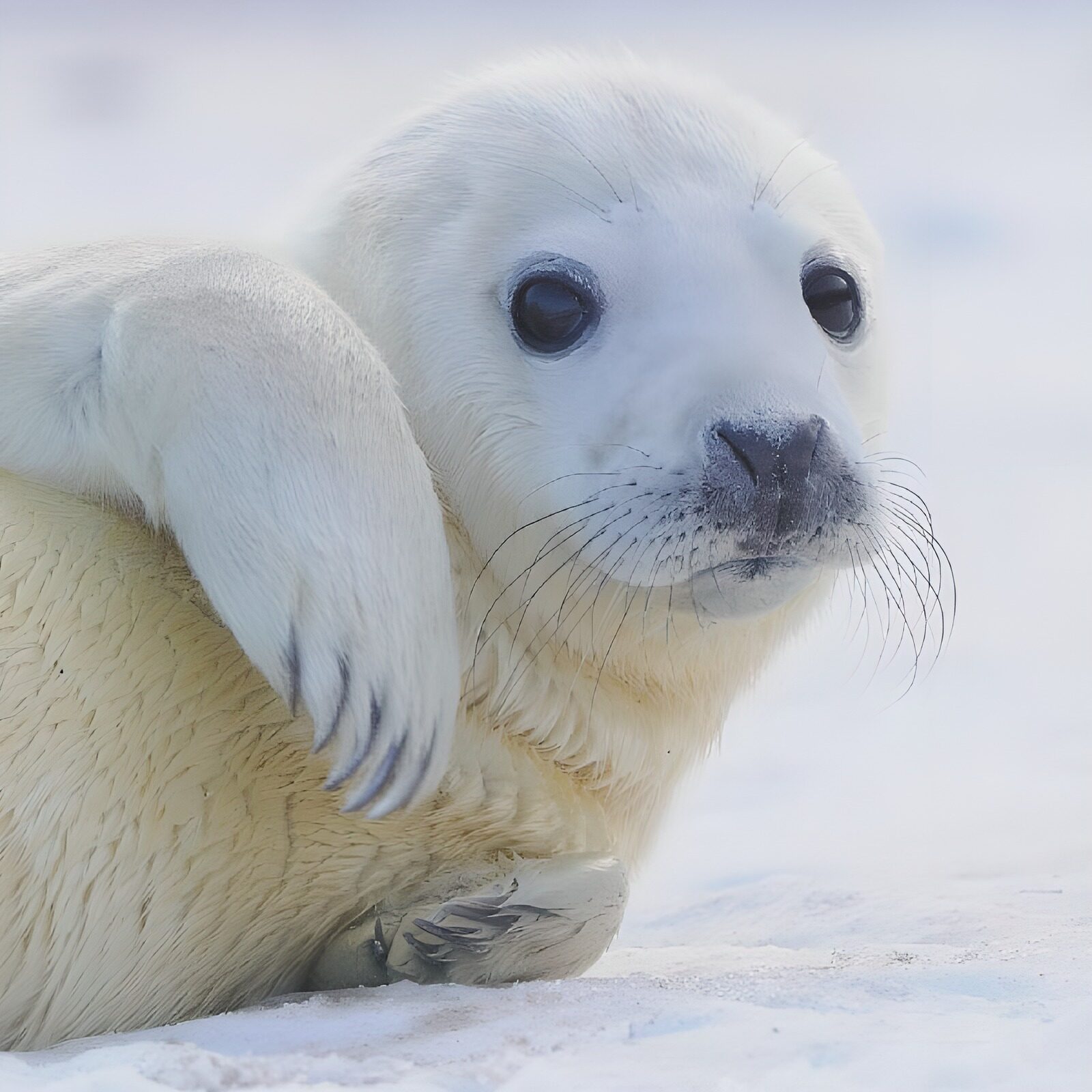 OCCOM7530251: Cute Seal Pup Relaxing on the Ice