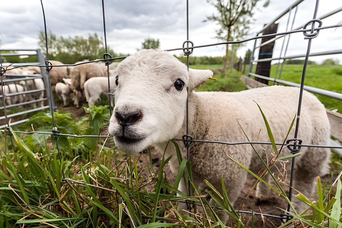 Curious Lamb Behind the Fence