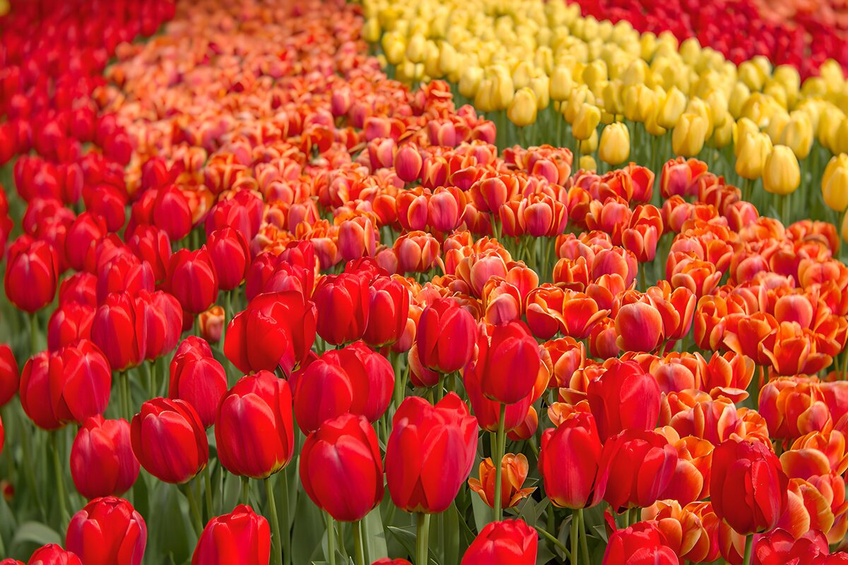Vibrant Tulip Field in Bloom