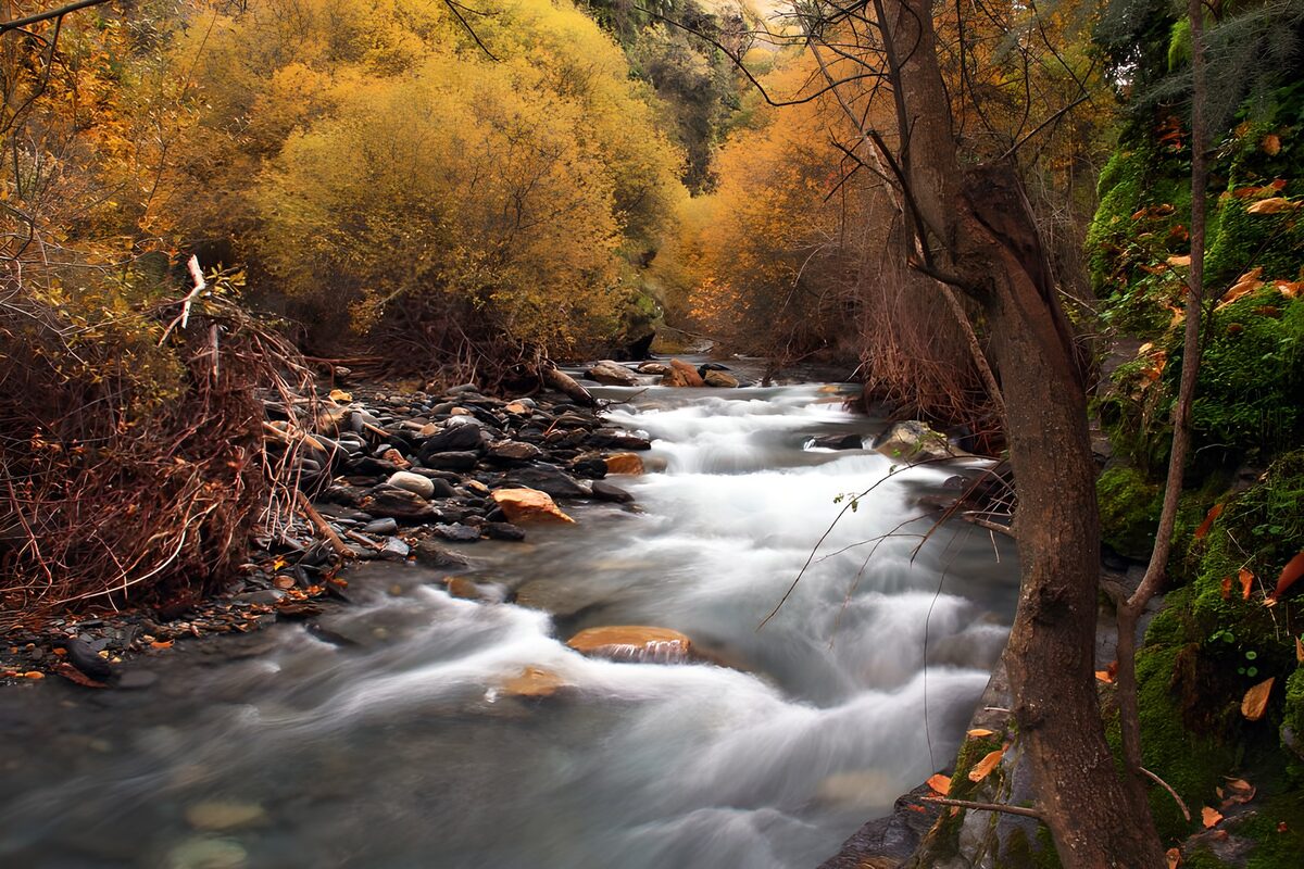 Serene Autumn Stream Flow