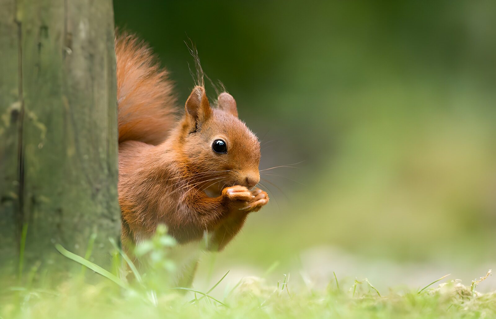 OCCOM6451054: Curious Squirrel Snacking in Nature
