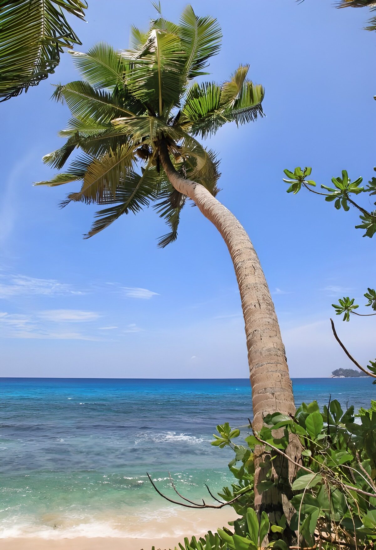OCCOM1111945: Tropical Paradise by the Sea