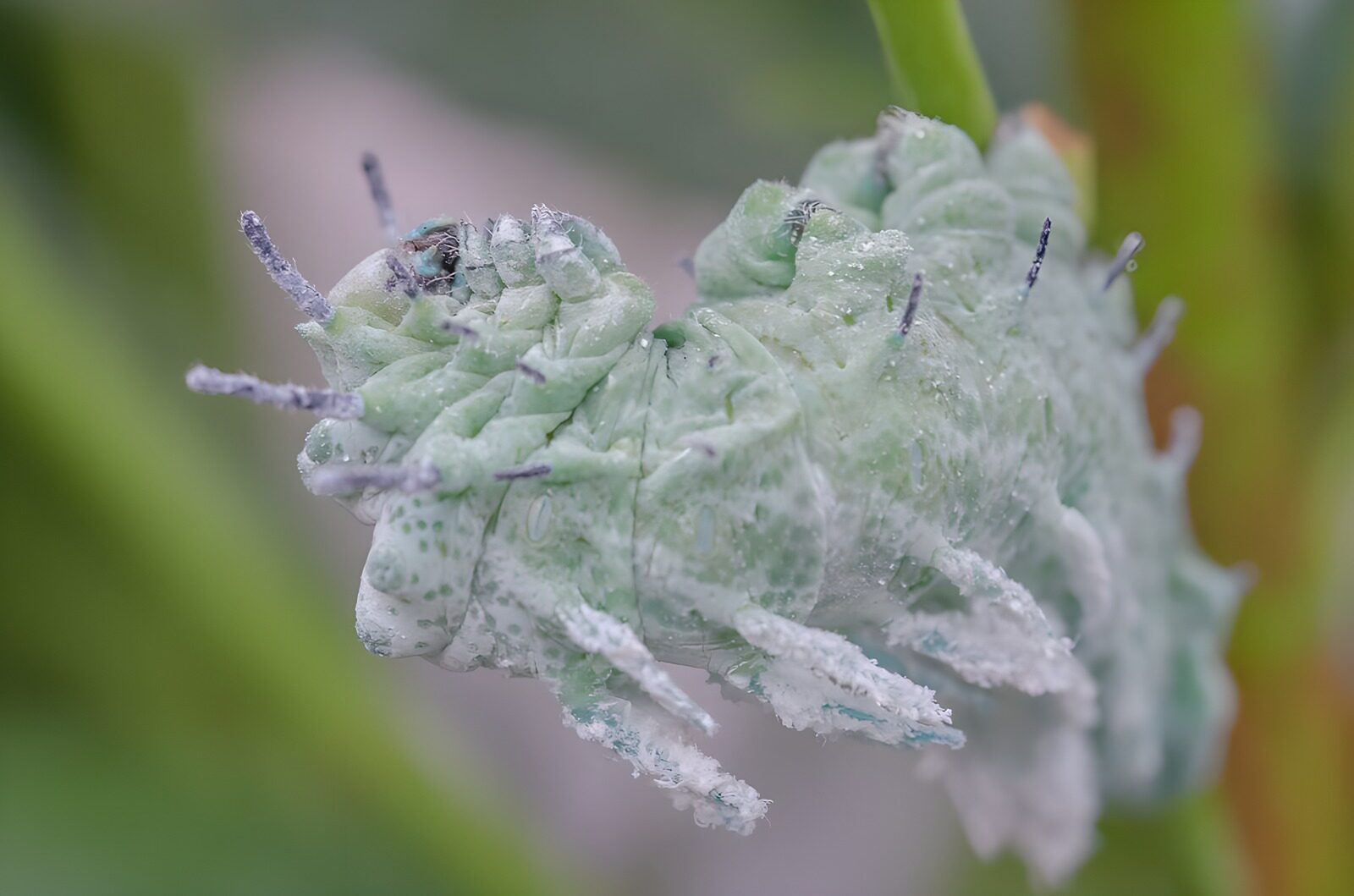 OCCOM1650276: Unique Green Caterpillar Close-Up
