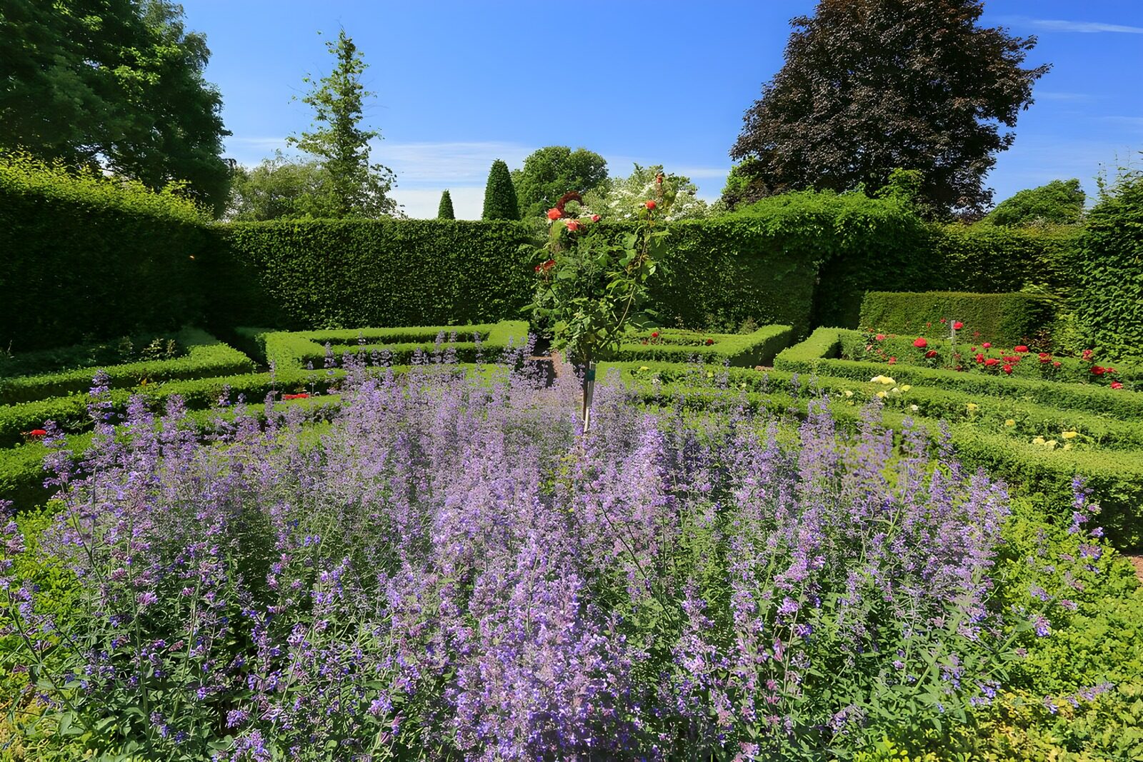 OCCOM7826417: Serene Garden with Lavender Blooms