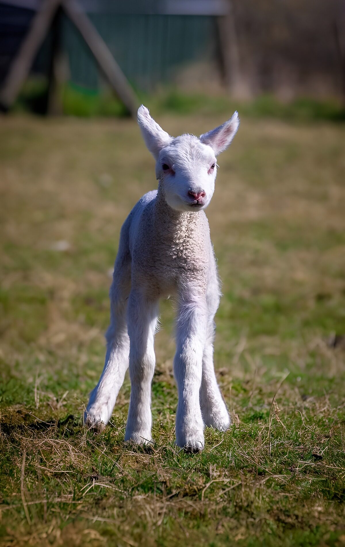 OCCOM4075606: Playful Lamb in Spring Meadow