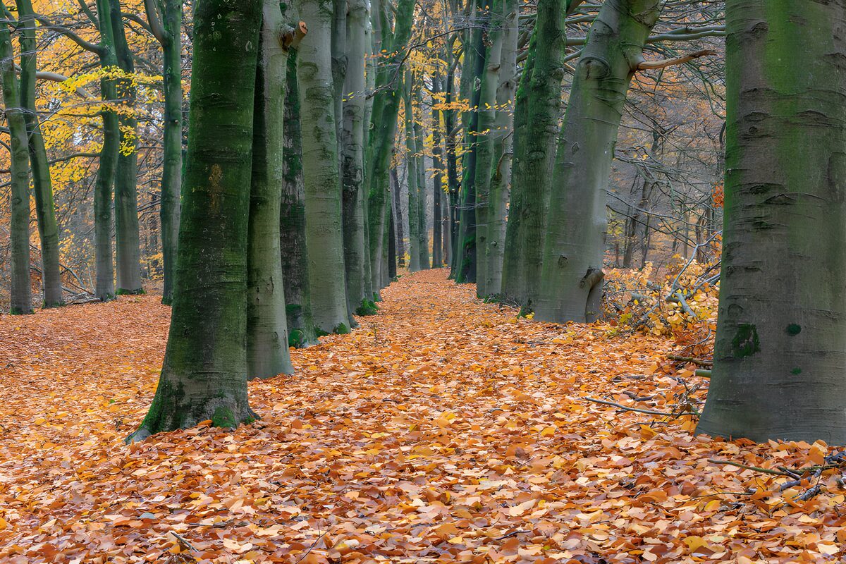Autumn Pathway Through the Forest