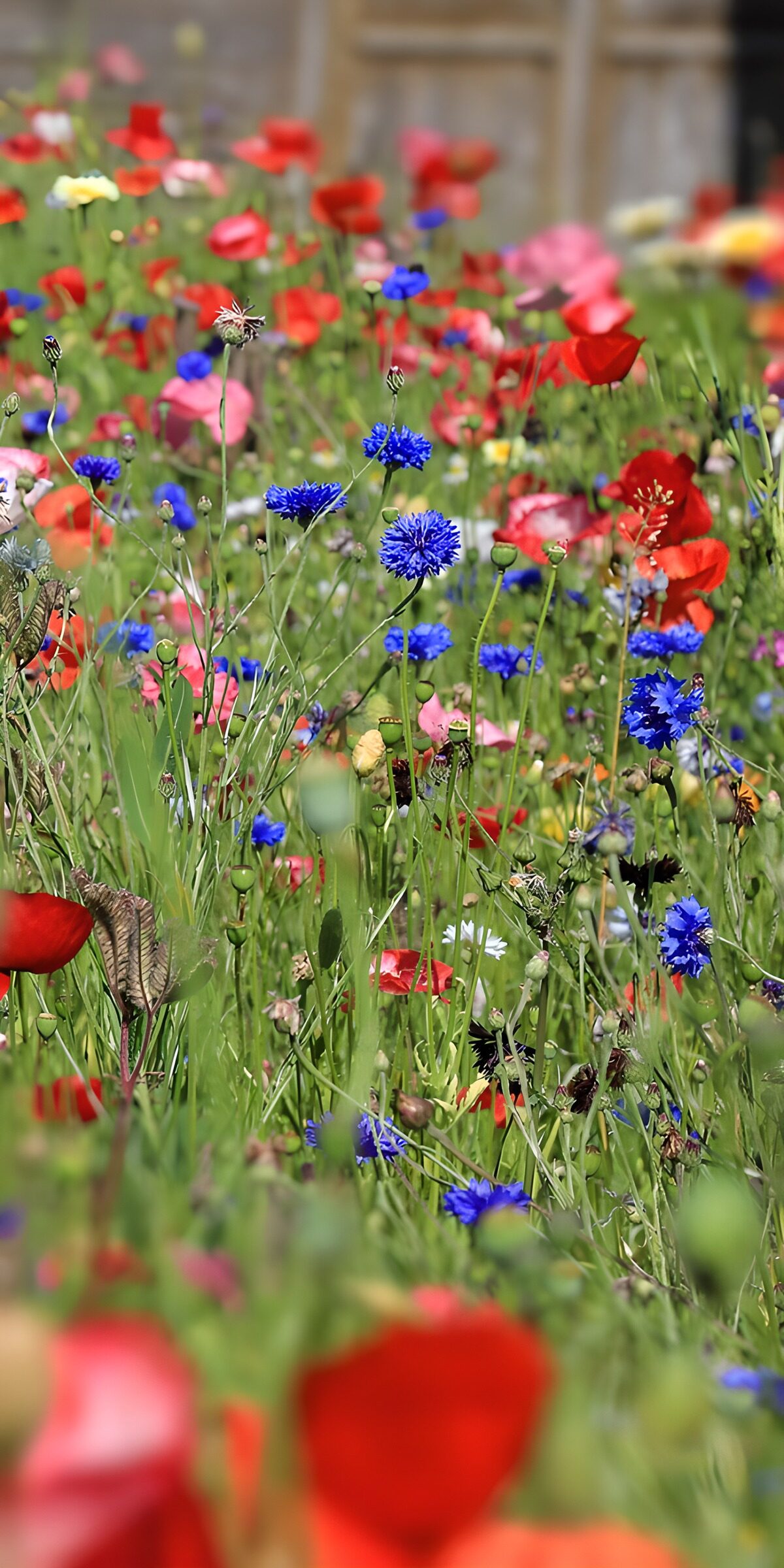 OCCOM5714906: Vibrant Meadow of Wildflowers