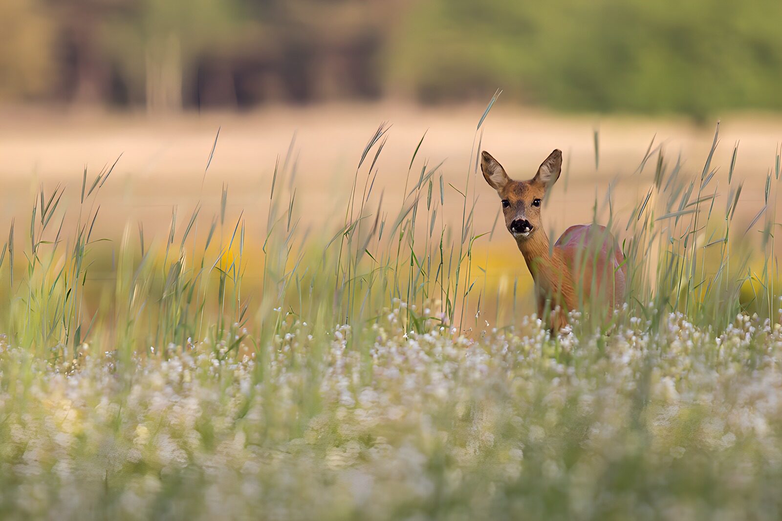 OCCOM6306319: Serene Roe Deer in a Meadow