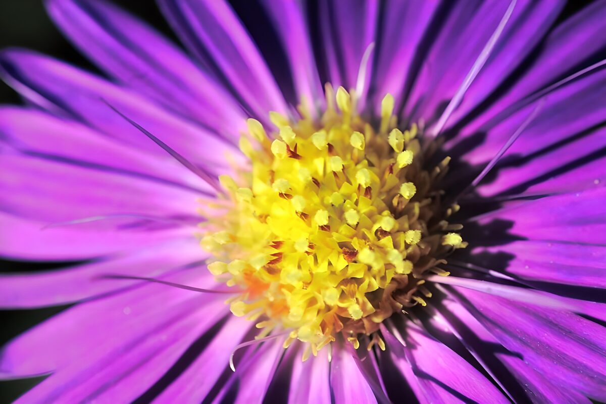 Vibrant Purple Flower Close-Up