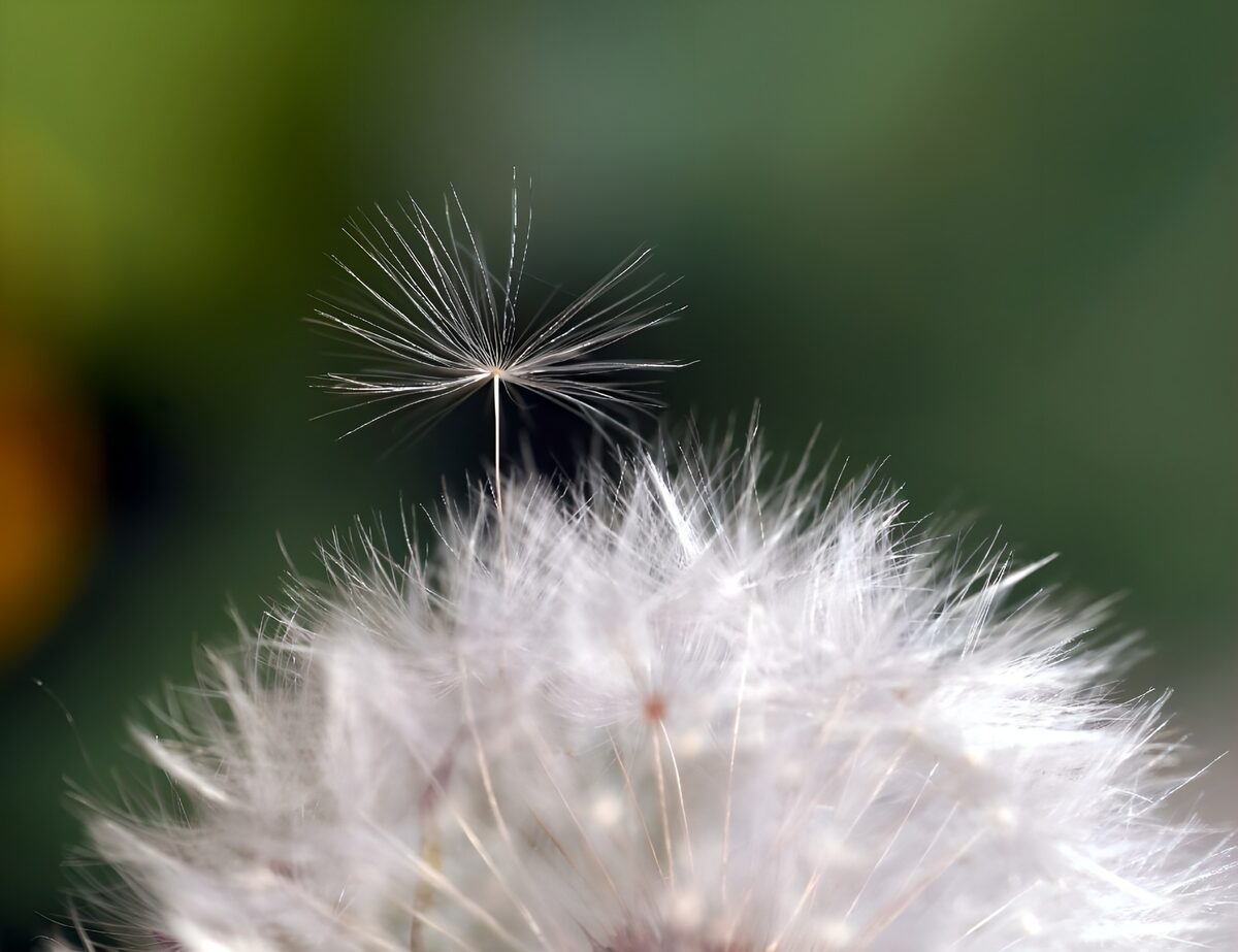 Fragile Beauty of a Dandelion Seed