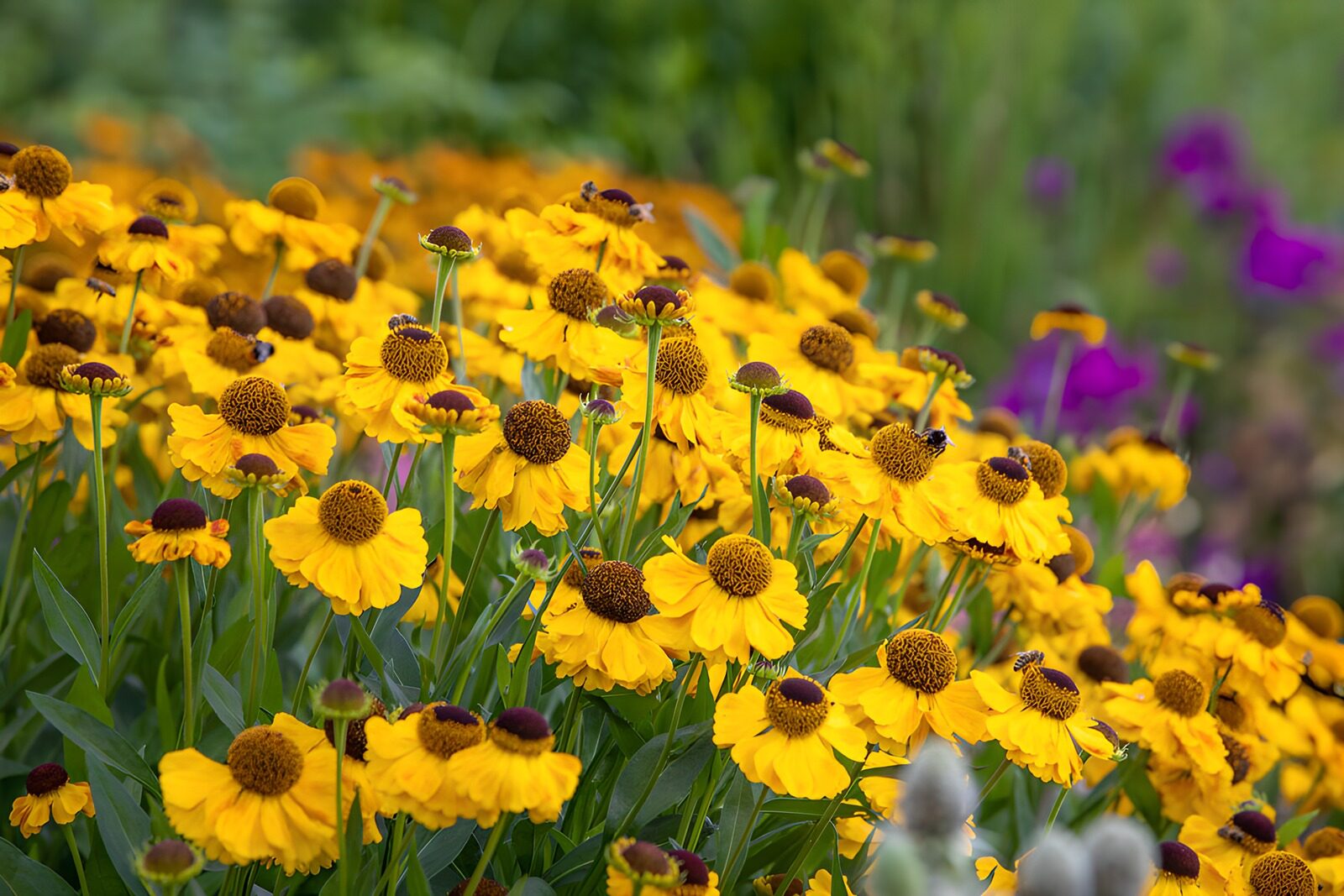 OCCOM8635169: Vibrant Yellow Flowers in Bloom