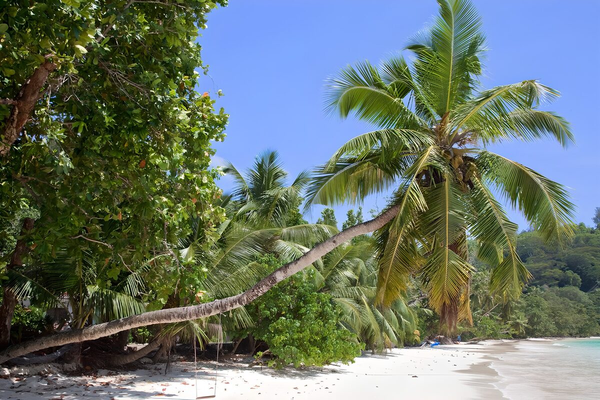 OCCOM4194478: Tranquil Tropical Beach Scene