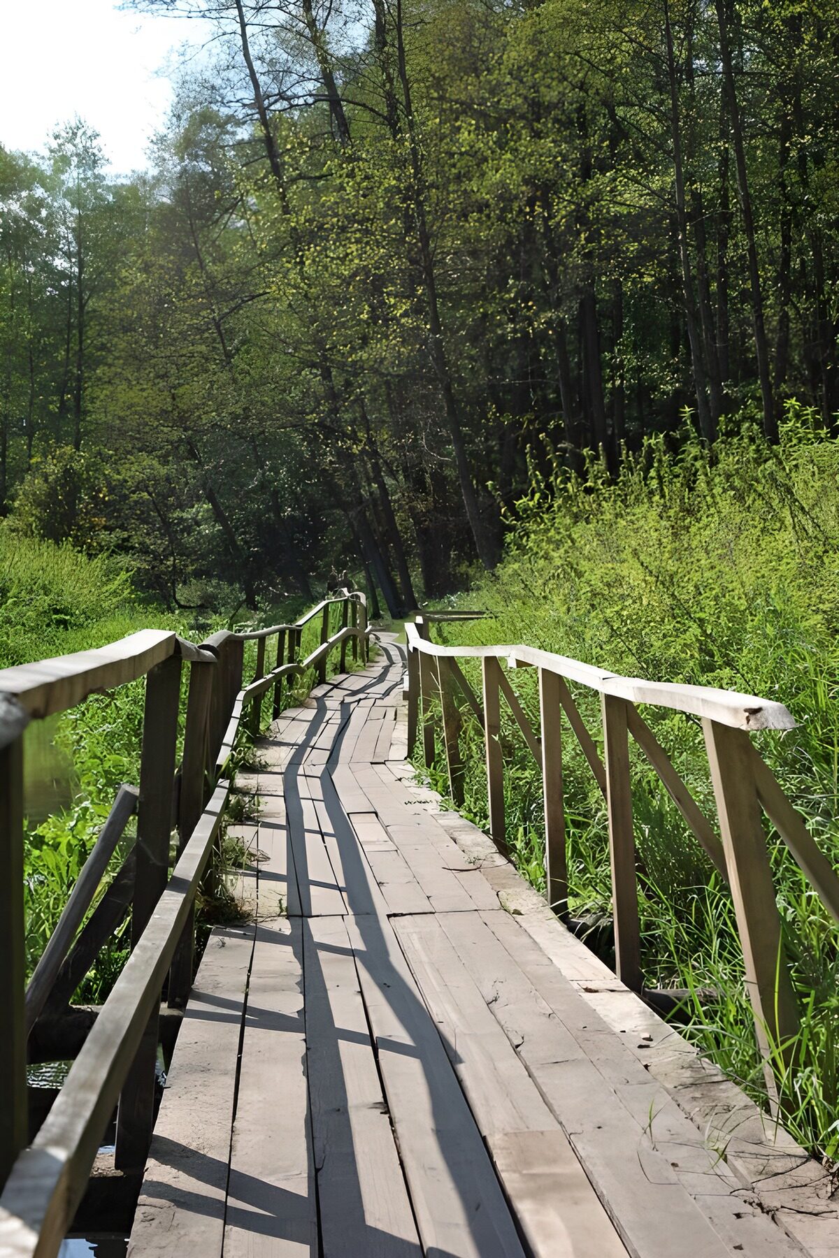 Serene Nature Pathway