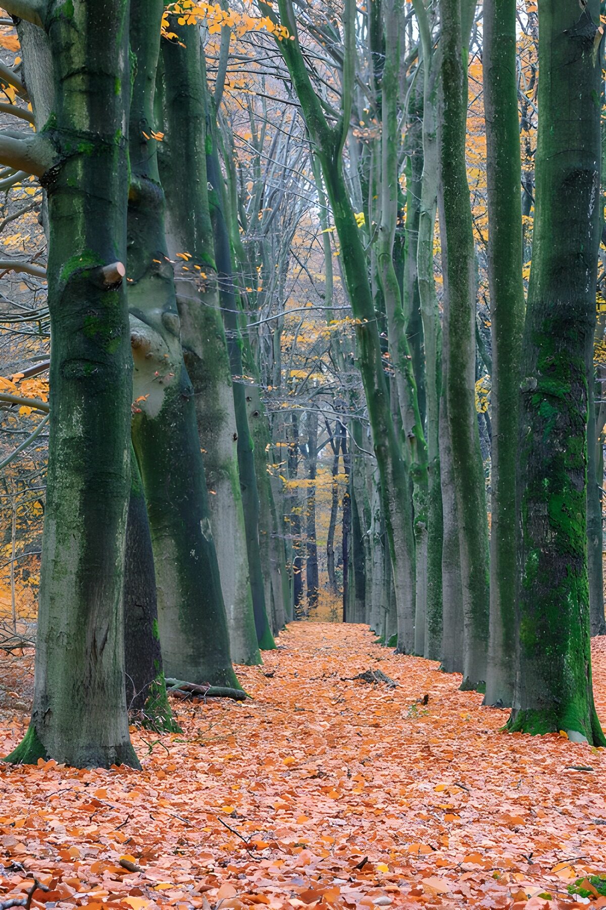 OCCOM6240691: Autumn Path Through the Forest