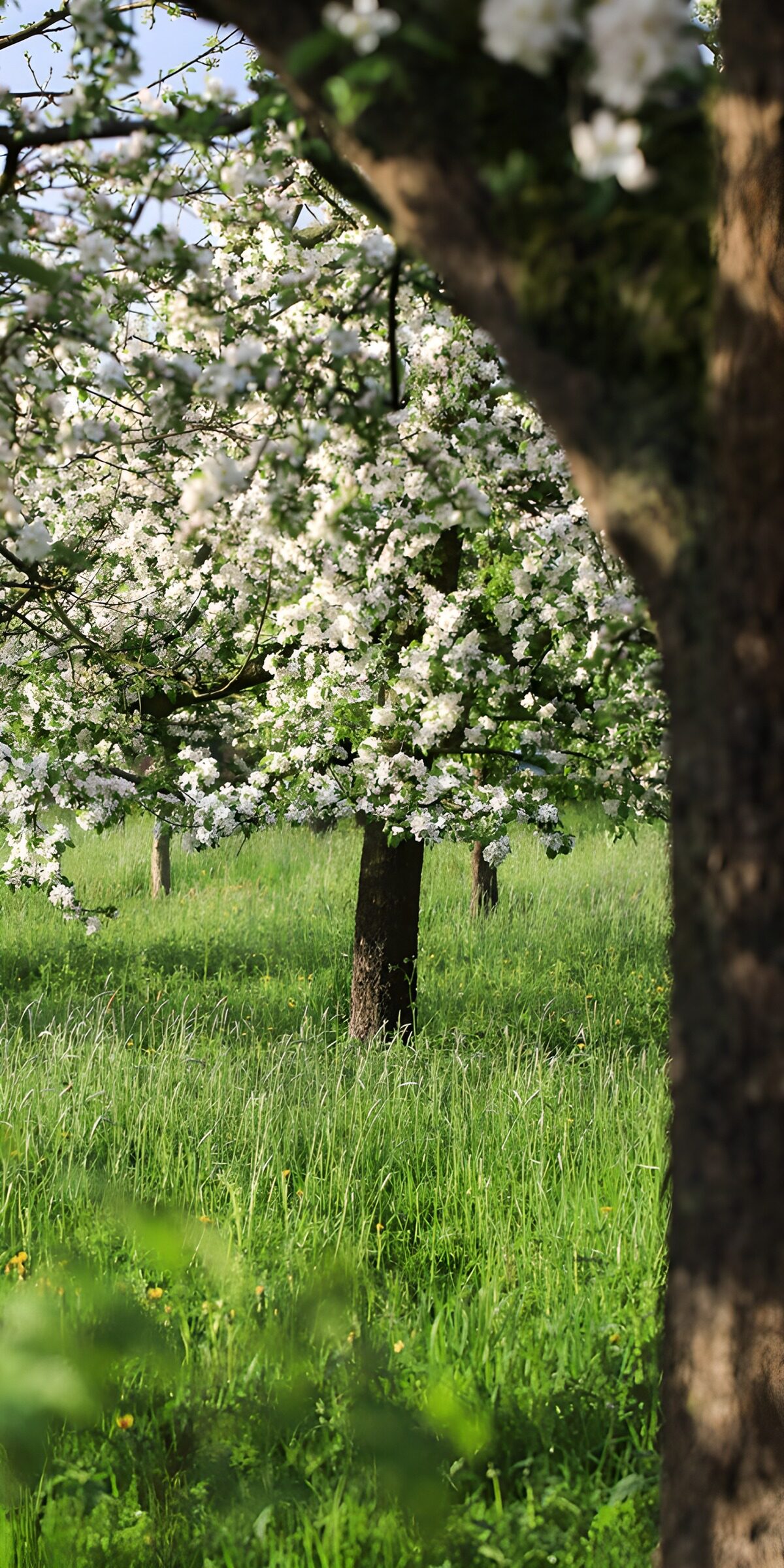 OCCOM3780723: Blossoming Orchard in Spring