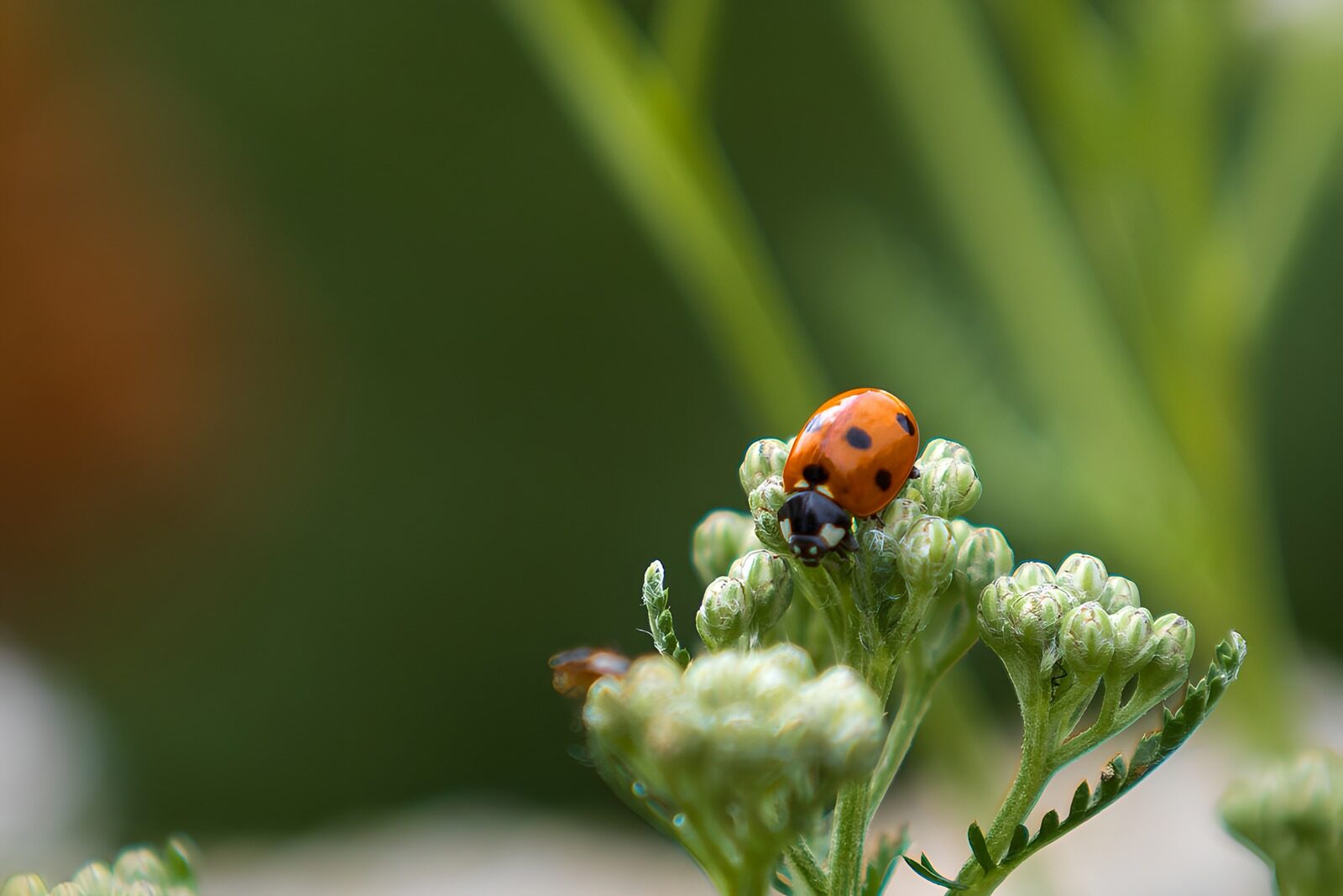 OCCOM3064797: Ladybug on Green Buds