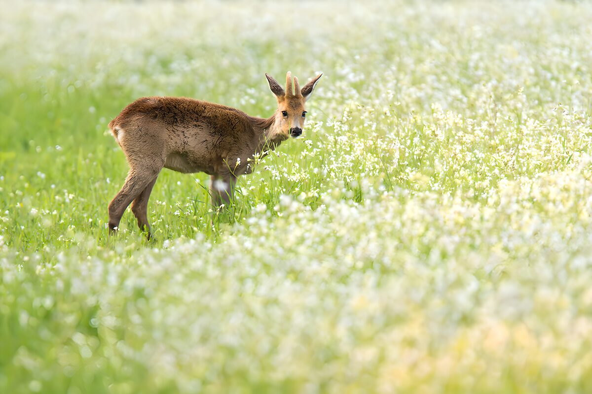 Young Deer in a Flowering Meadow