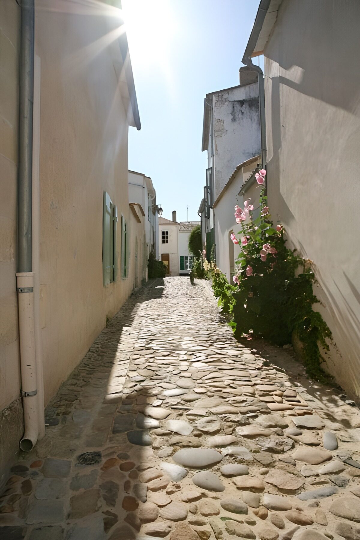OCCOM4966390: Sunlit Cobblestone Alleyway
