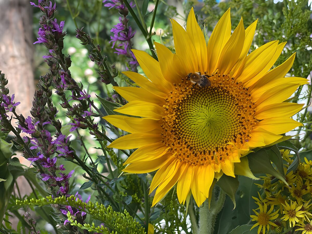 Sunflower with Bee
