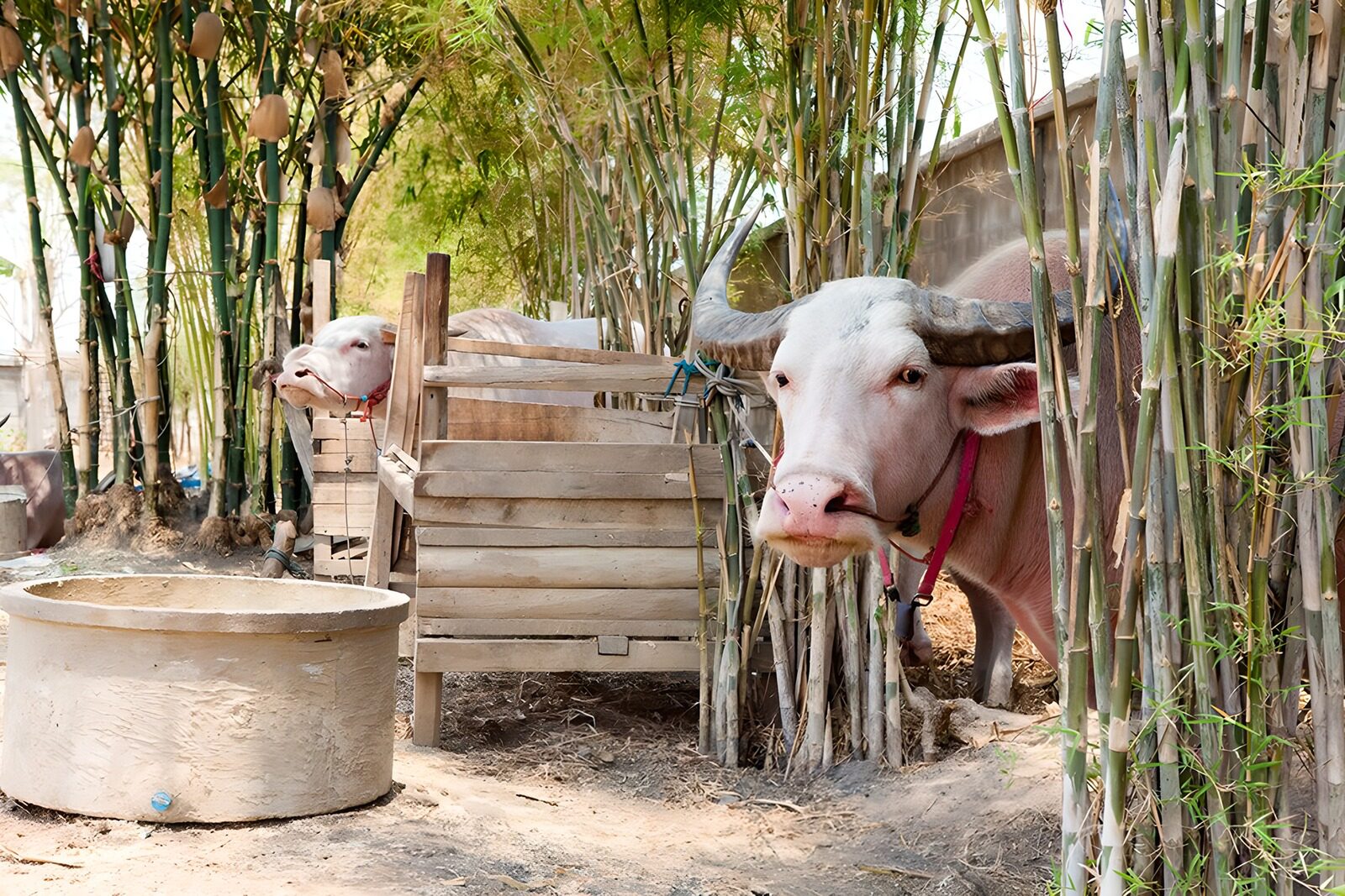 OCCOM6795002: Water Buffaloes in a Bamboo Grove