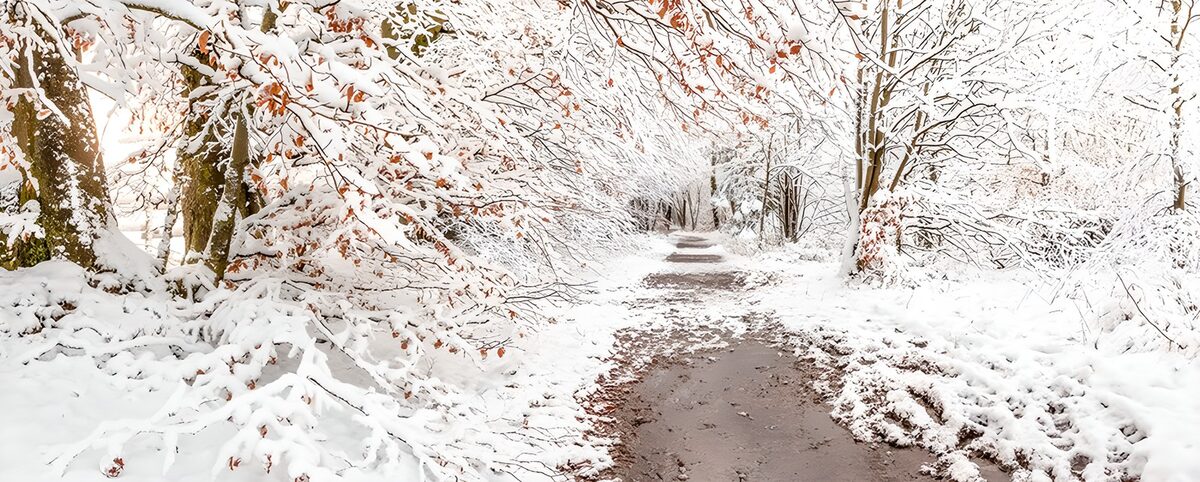 Winter Wonderland Pathway