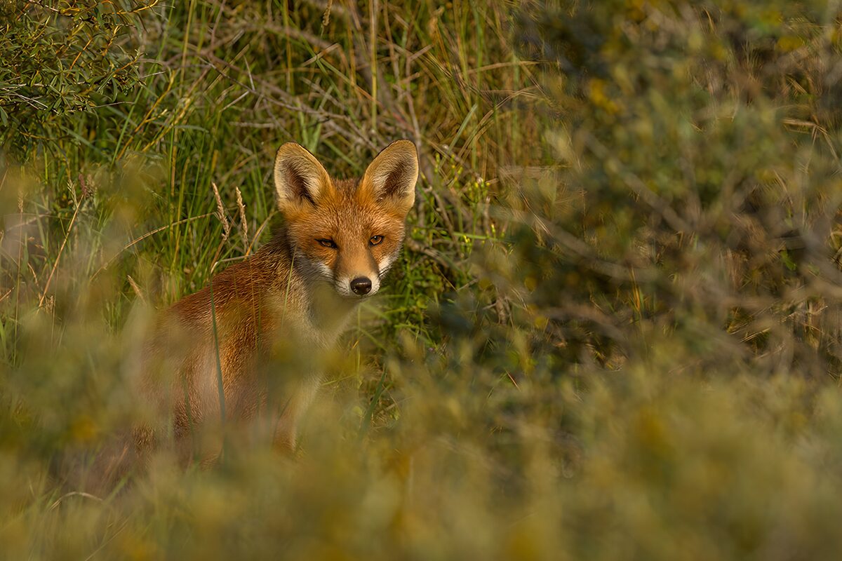 Cunning Fox in Natural Habitat