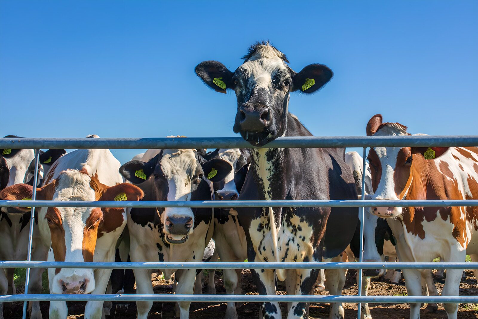 OCCOM3247590: Curious Cows at the Farm