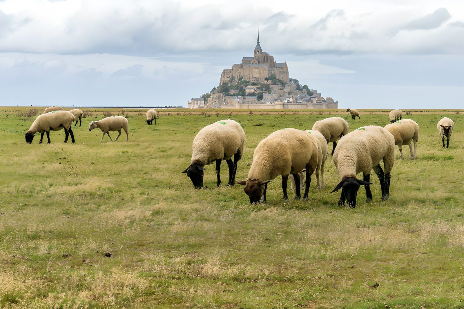 OCCOM3637334: Grazing Sheep Near Mont Saint-Michel