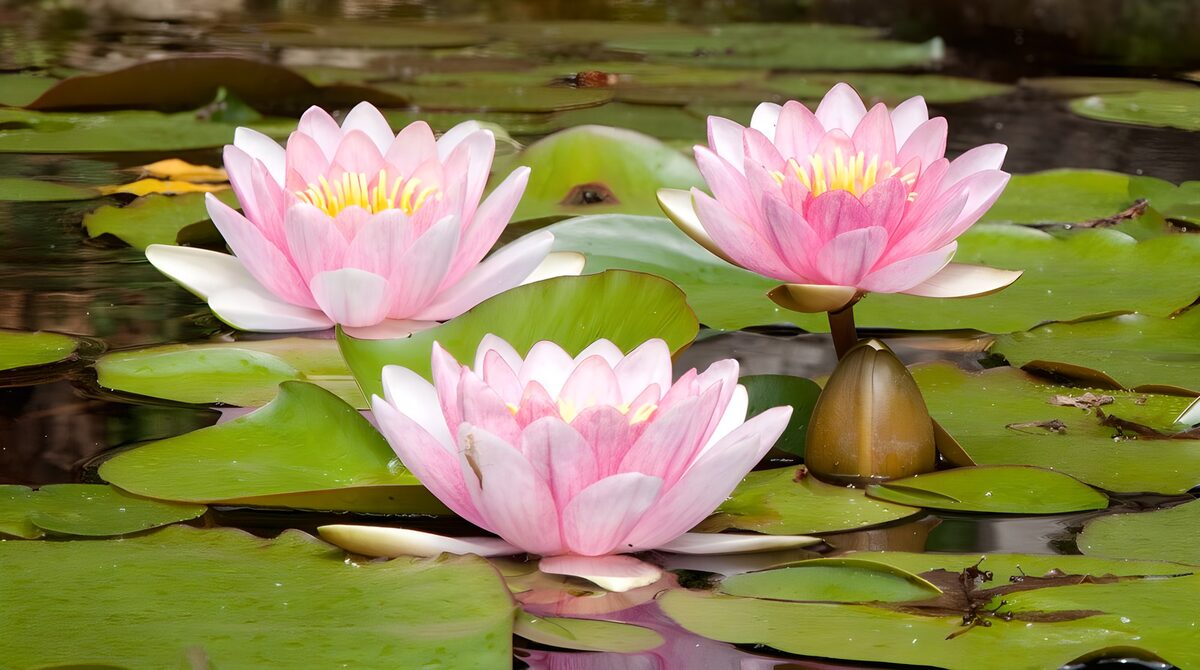 Tranquil Water Lilies in Bloom