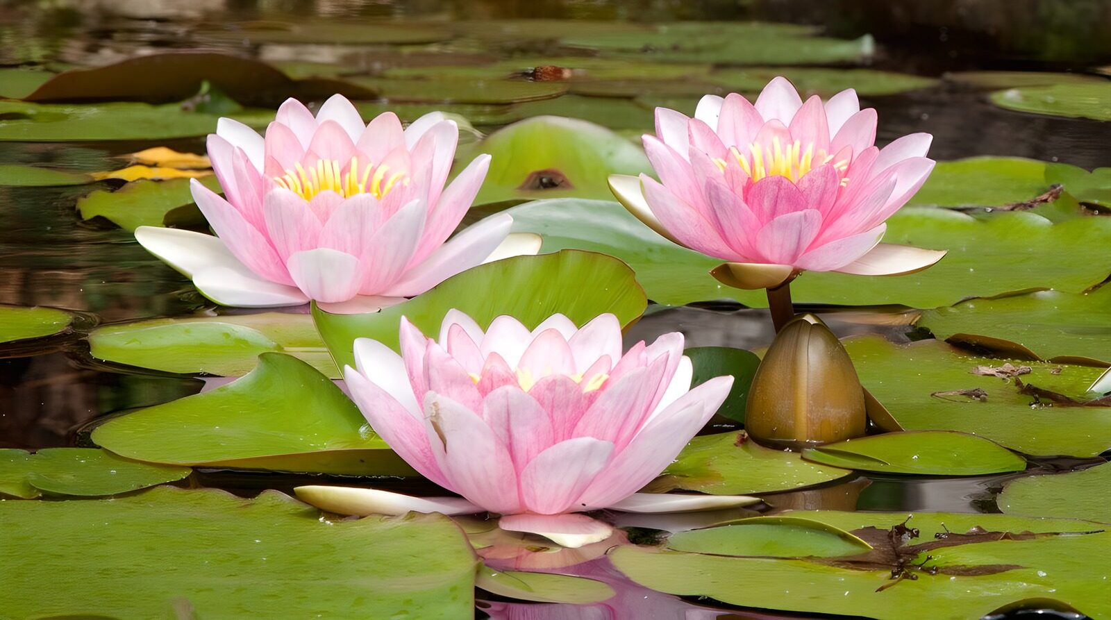 OCCOM4164910: Tranquil Water Lilies in Bloom