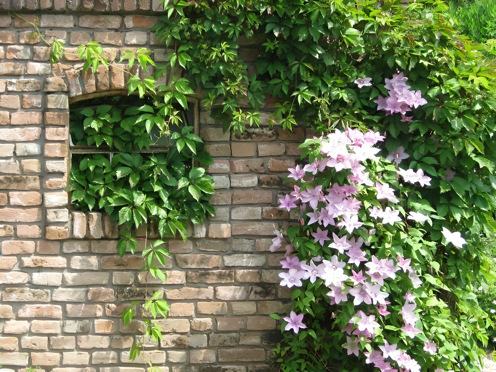 OCCOM8559820: Vibrant Ivy and Blossoms on Brick Wall