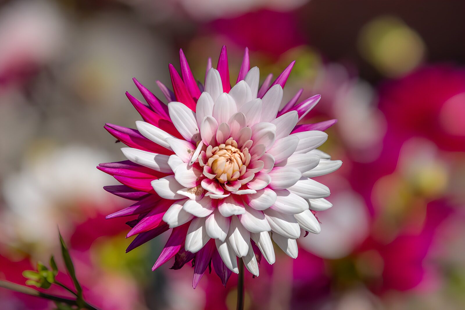 OCCOM8731675: Vibrant Pink and White Flower Blossom