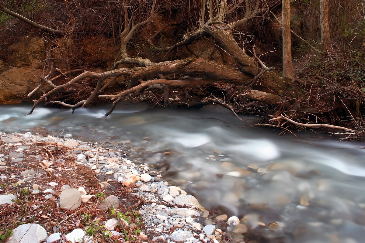 Tranquil Stream Amongst Twisted Roots