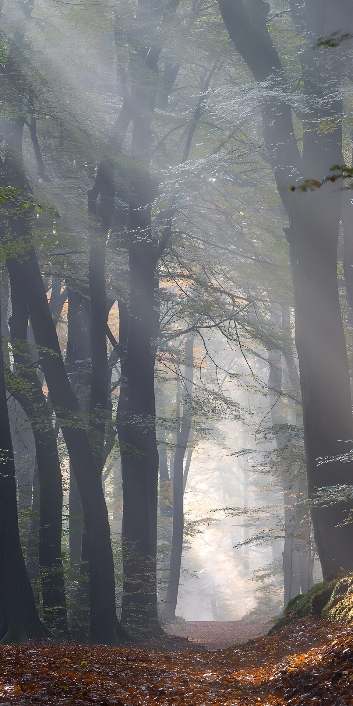 OCCOM3007468: Enchanted Misty Forest Path