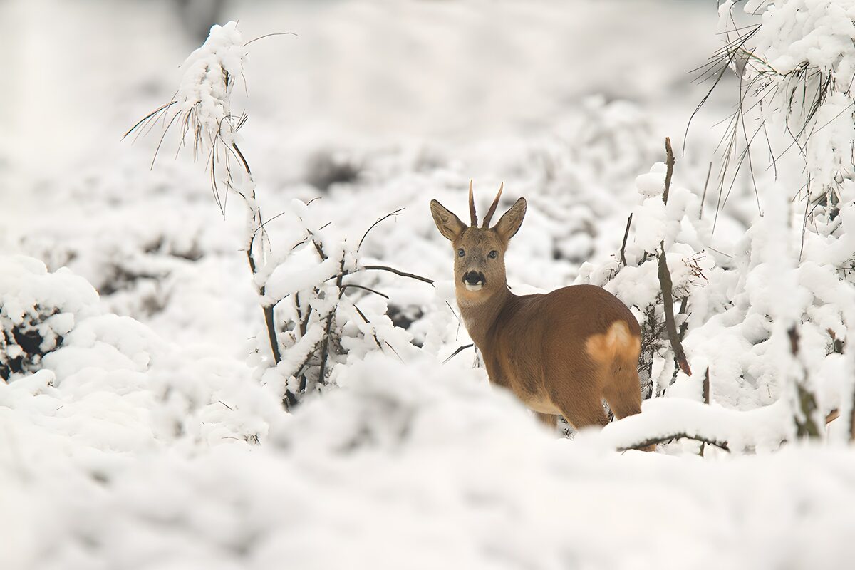 Roe Deer in a Snowy Landscape