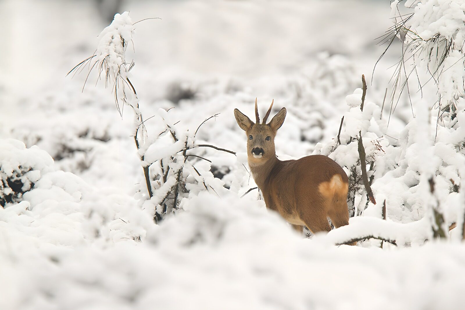 OCCOM8036916: Roe Deer in a Snowy Landscape