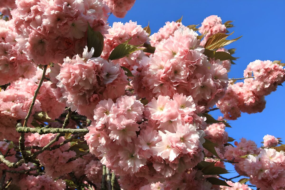 Pink Blossom Serenity