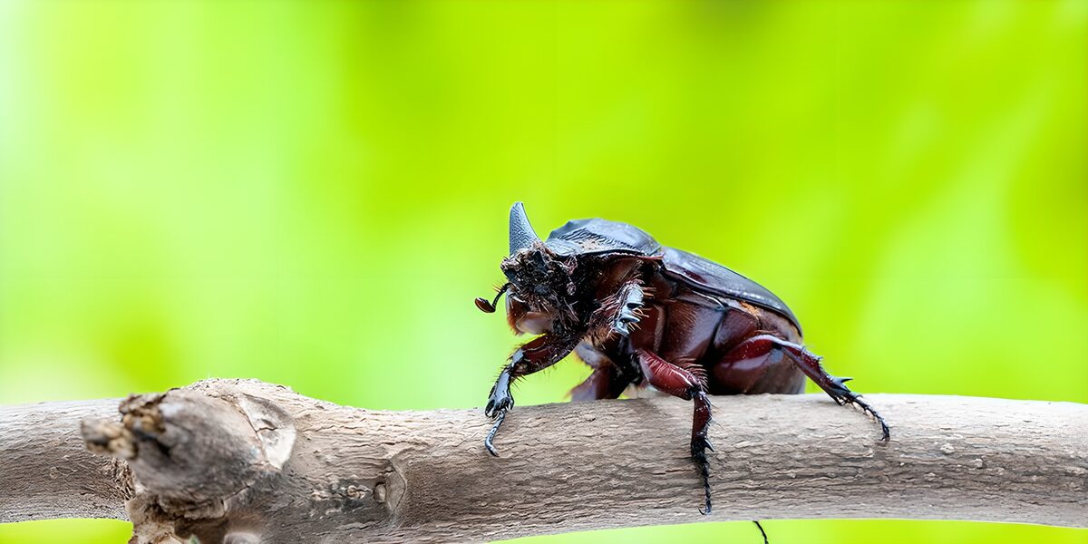 Majestic Beetle on a Branch
