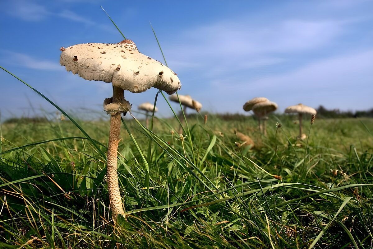 OCCOM8819831: Majestic Mushroom in the Meadow