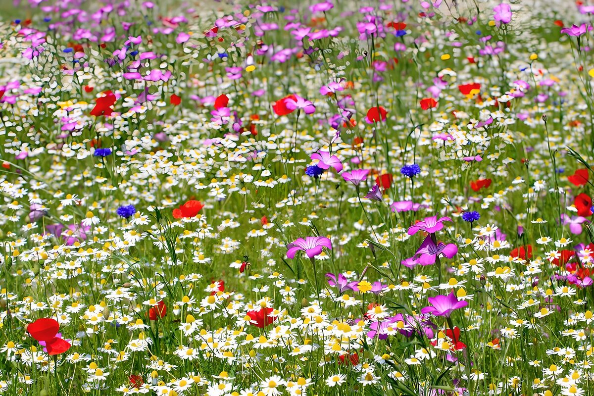 Colorful Meadow in Bloom