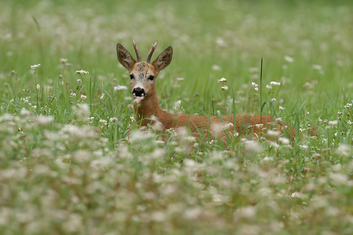 OCCOM2345002: Serene Roe Deer in Blooming Meadow