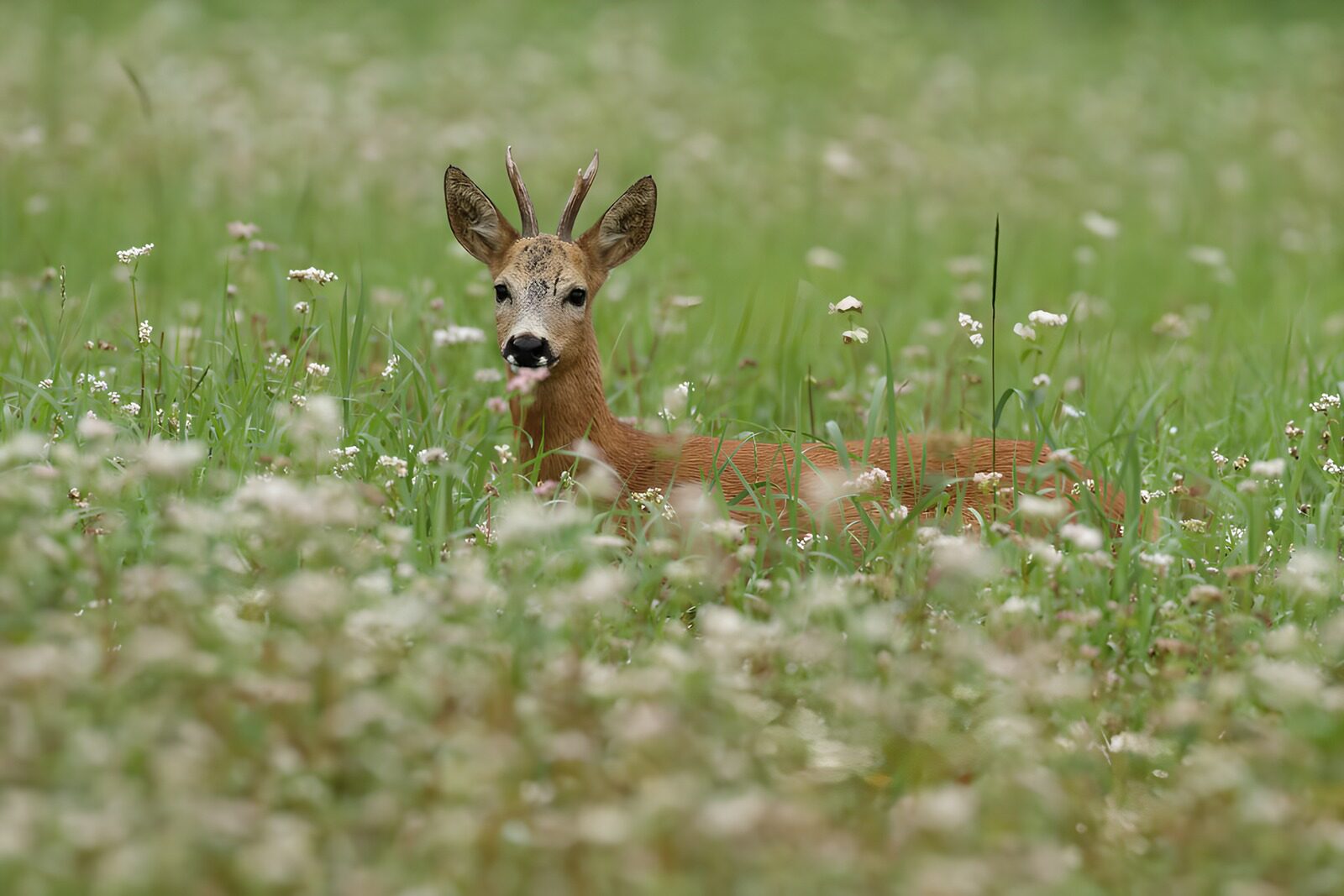 OCCOM2345002: Serene Roe Deer in Blooming Meadow
