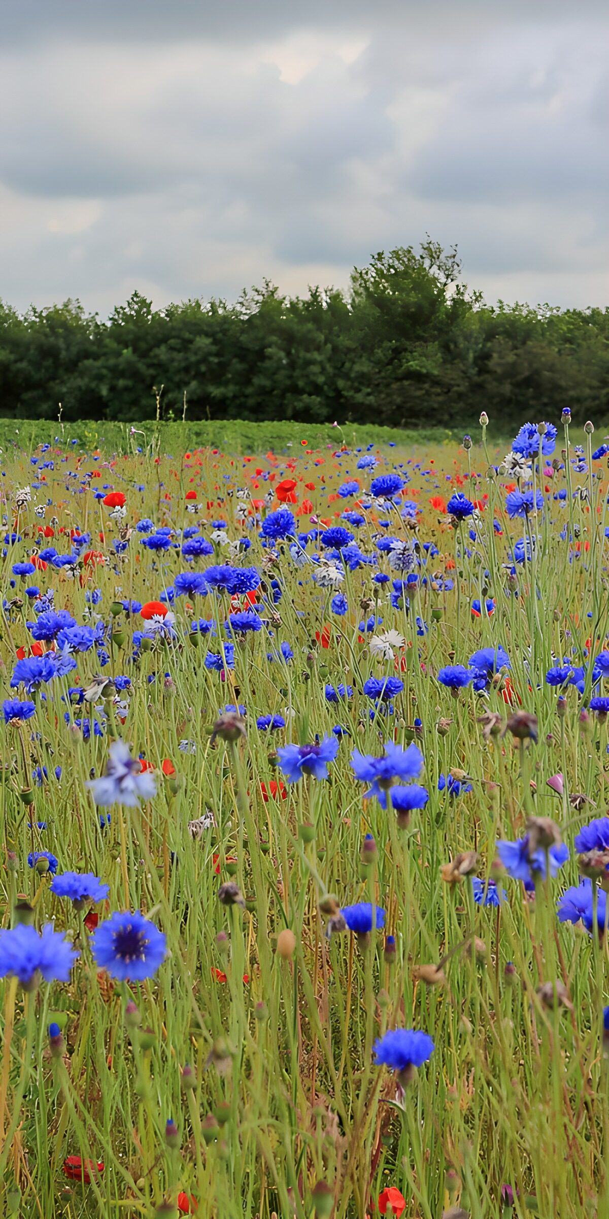 OCCOM8351985: Vibrant Wildflower Meadow