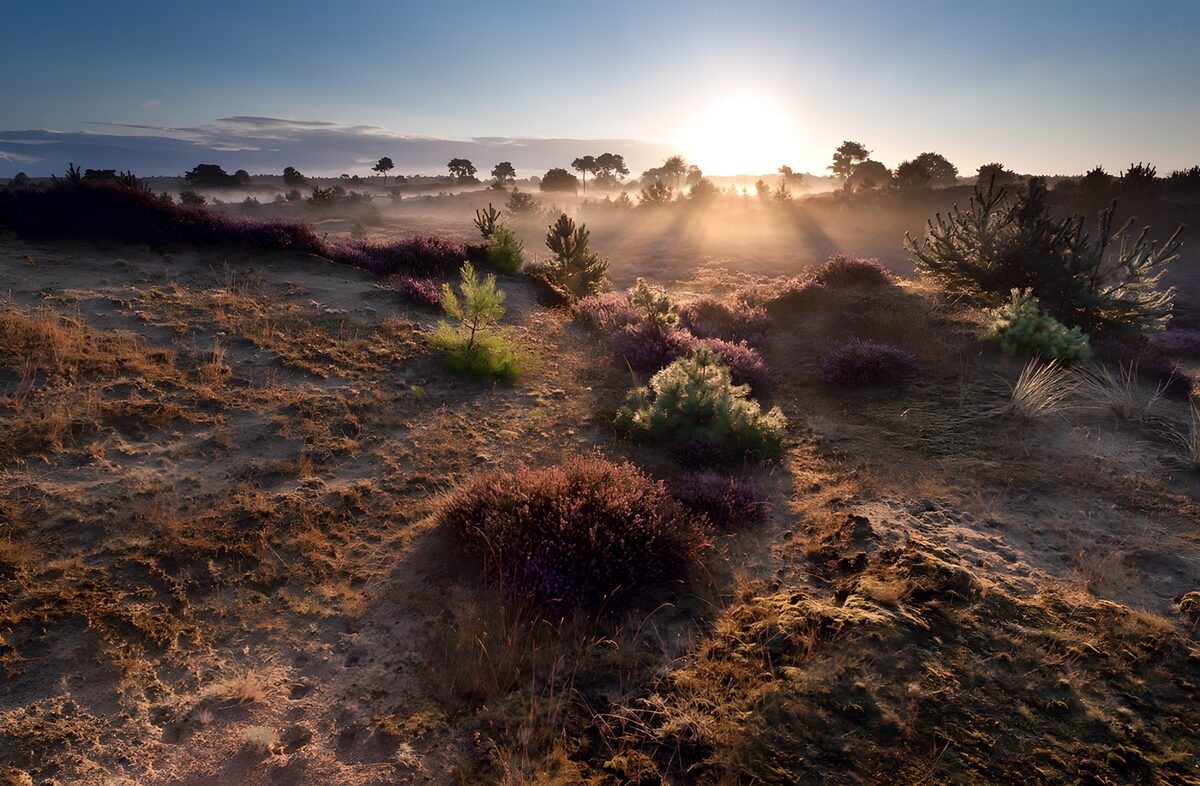 OCCOM6811031: Serene Sunrise over Purple Heather
